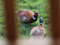 Pheasants