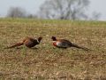 Pheasants